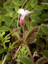 Achimenes misera Lindl. (Gesneriaceae)